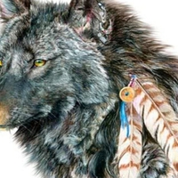 Indian Wolf