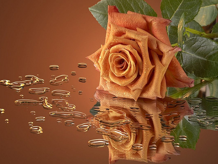 rose in the water - nice, water, lovely, orange rose