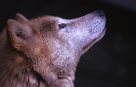 Echo of Silence - lone wolf, beautiful, arctic, abstract, timber, white, wolf, wolves, solitude, wolf pack, howling, nature, grey, mythical, grey wolf, friendship, winter, wolf wallpaper, pack, spirit, howl, echo of silence, canine, lobo, majestic, canis lupus, wild  animal black, dog, snow