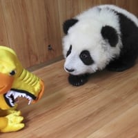 Panda vs Dragon