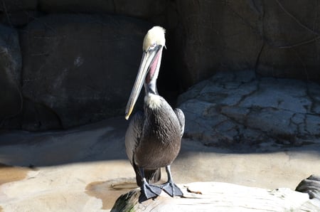 Pelican - pelican, zoo, grey, bird