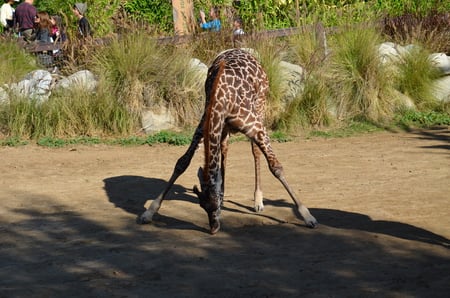 Giraffe eating - baby, eating, animal, zoo, giraffe