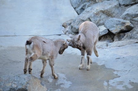 Goats play fighting - play, fighting, animal, goats, zoo, horns