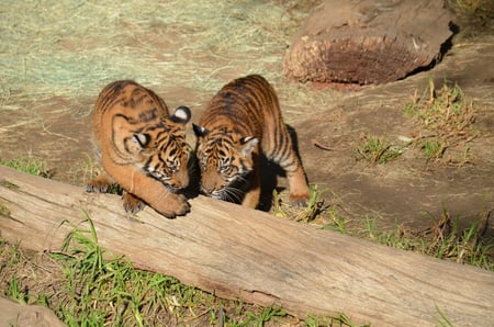 Baby Tigers - cubs, baby, animal, babies, zoo, tigers