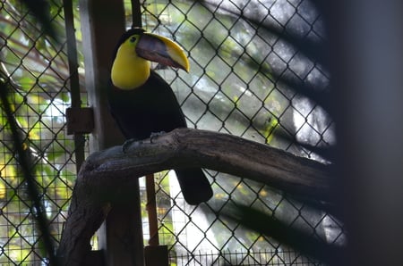 Bird - animal, zoo, yellow, bird