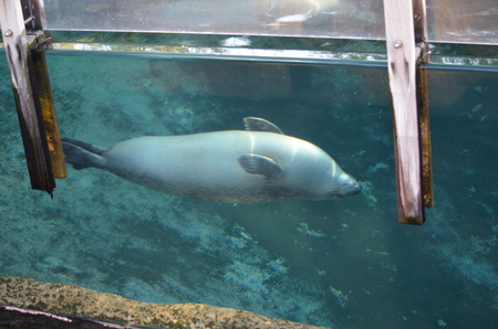 Seal Having fun swimming upside down - fun, animal, swimming, zoo, upside down, seal