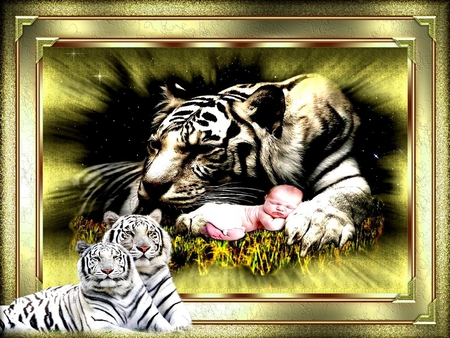 TIGER - baby, cats, animal, color, 2012, tiger, frame