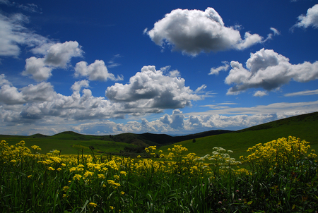 Colors of Summer - morning, summer, plains, yellow, clouds, beautiful, green, flowers, grass