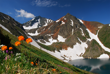 Lovely View - beautiful, view, wildflower, lovely, orange, mountains