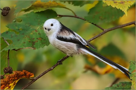 Cute Little bird - aegithalos caudatus, bird, branch, strange, cute, lovely, white and black