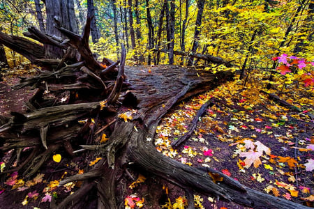 Lovely forest - trees, nature, wood, forest, lovely, leaves