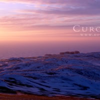 Violet winter dunes of Curonia