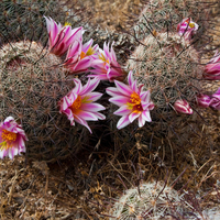 Desert beauty