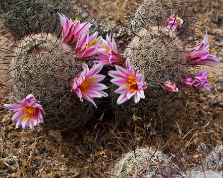 Desert beauty - nature, cactus, asclepias tuberosa, pink, desert, flowers