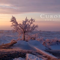 Pink morning in Curonia in winter