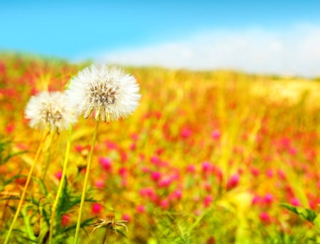 sweet dandelion - red, fiel, pretty, photography, yellow, weed, nature