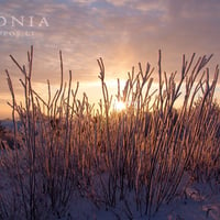 Purple sunset in Curonia in winter