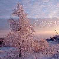 Pink frost winter beauty in Curonia