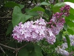 PURPLE LILACS