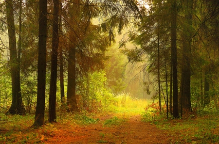 Morning Has Broken - sunrise, trees, woods, beautiful