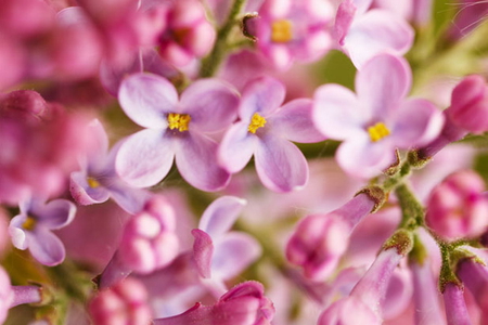 PRETTY LILACS - beautiful, pink, pretty, lilacs