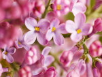 PRETTY LILACS