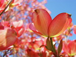 PINK DOGWOOD FLOWERS