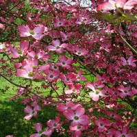 PINK DOGWOOD TREE