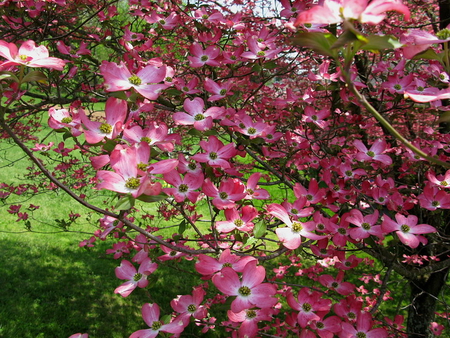 PINK DOGWOOD TREE - flowers, tree, pink, pretty