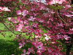 PINK DOGWOOD TREE