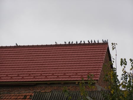 Dove army - army, house, dove, birds