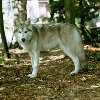 Lonely Wolf between trees