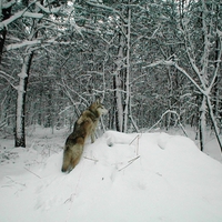 Wolf in Snow