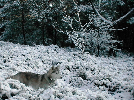 Lonely Wolf hunting in the snow - hunting, nature, woods, forest, animals, lonely wolf