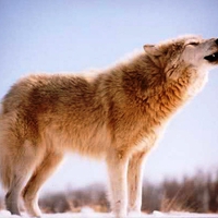 Howling Wolf