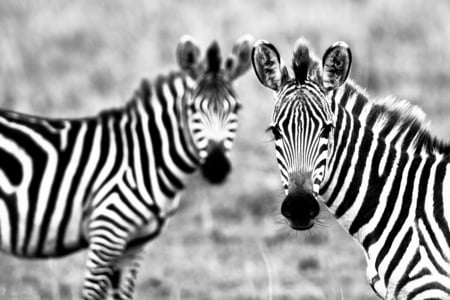 heres lookin at you - white, beauty, zebra, stripes, photography, animal, black