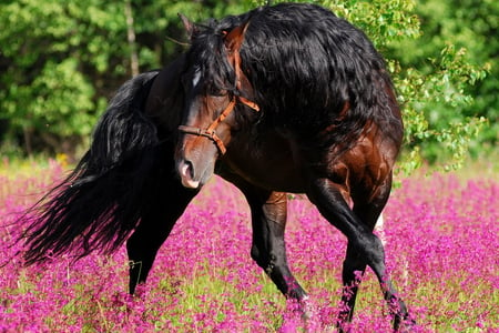 enjoying life - nature, horse, pink, photography, animal, field, flowers