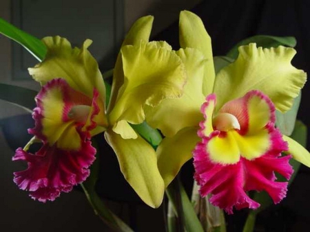 orchid - tropical, yellow, orchid, red