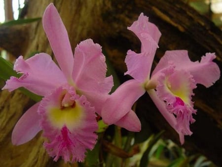 orchid - orchid, tropical, yellow, pink