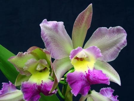 orchid - orchid, tropical, purple, yellow