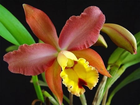 orchid - orchid, yellow, tropical, red