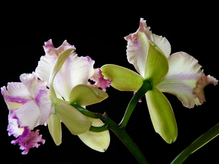 orchid - white, orchid, tropical, purple