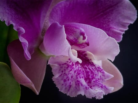 orchid - purple, tropical, macro, orchid