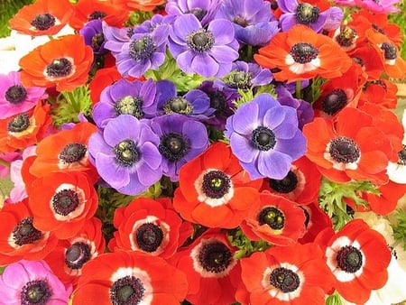 anemone