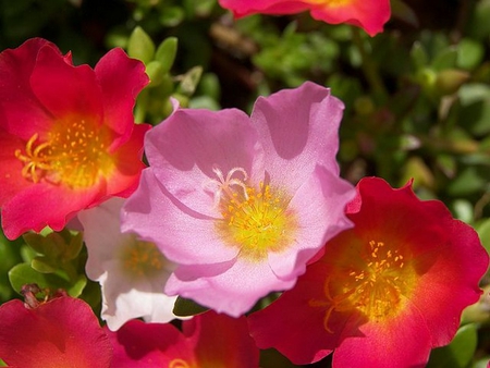 summer beauty - colorful, sunshine, flower, summer