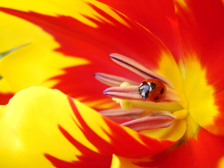 tulip - yellow, red, ladybug, macro, tulip