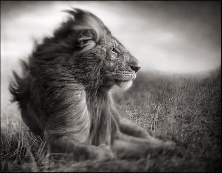 the wind in his hair - photography, cat, black, white, animal, nature, field, lion, wild