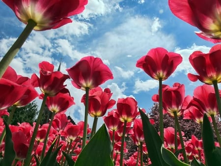 tulips and sky - nature, sky, blue, red, tulips, flowers