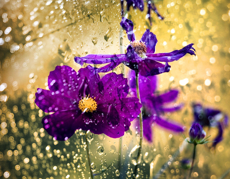 Purple and Gold - flowers, gold, nature, purple