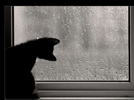 VIEW - photography, rain, cute, bw, cat, animals